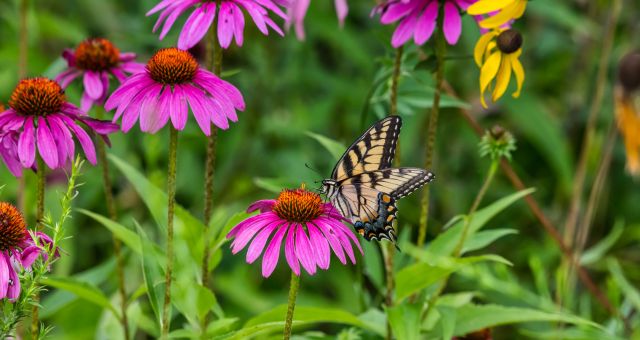 Butterflies, Bugs, & Wildlife in Gardens