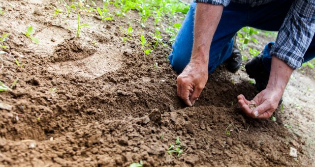 Starting Native Plants from Seeds