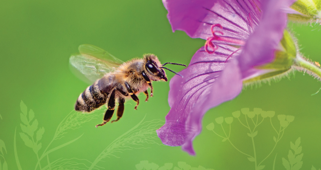 Gardening for Pollinators