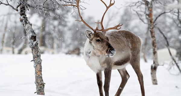 Image for event: Meet a Reindeer