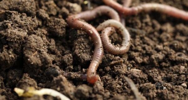 Image for event: Vermicomposting